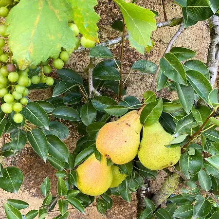 住宿加早餐酒店 Les Philous Gourmands