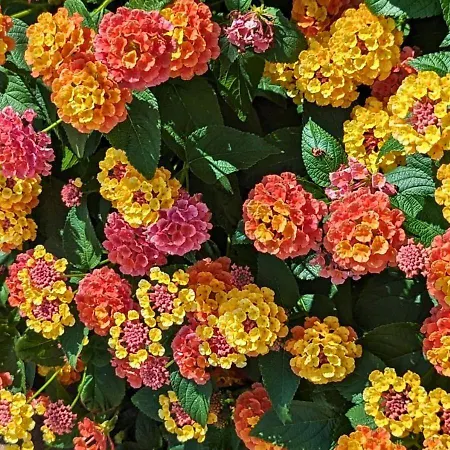 Les Philous Gourmands Bed & Breakfast 3*